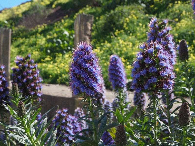 Pretty flowers
