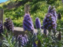 Pretty flowers