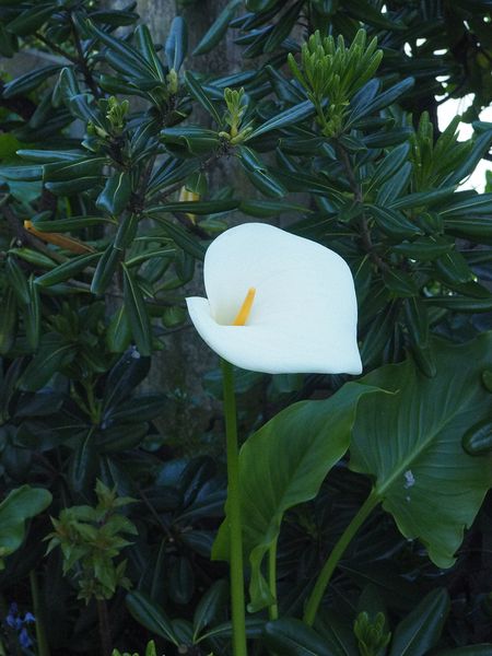 Pretty lily