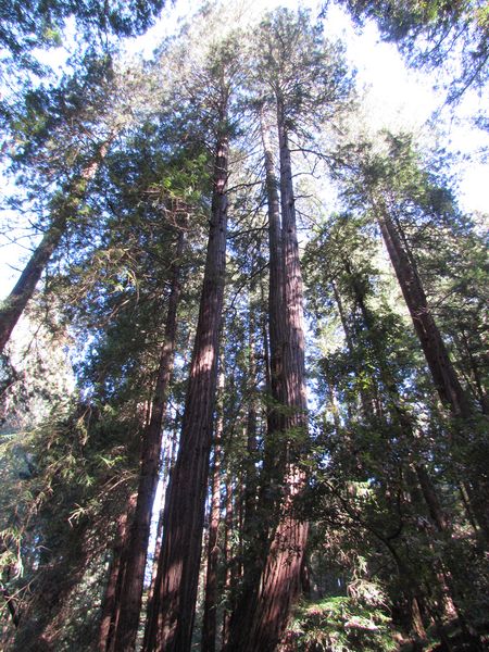 Tall redwoods