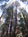 Tall redwoods