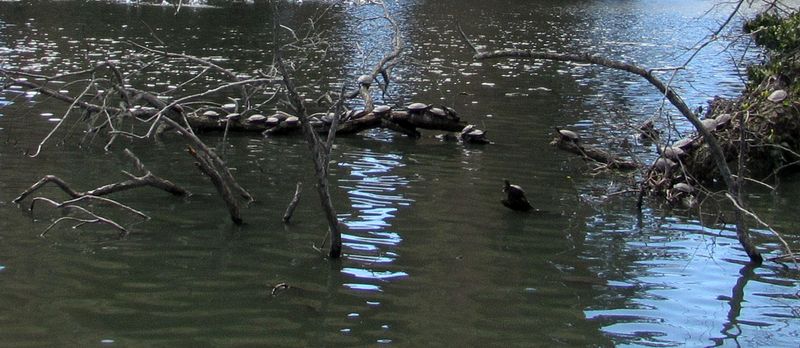 Turtles in a row on a log
