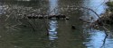 Turtles in a row on a log