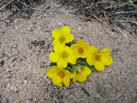 126 flowers the boys' picked for mom