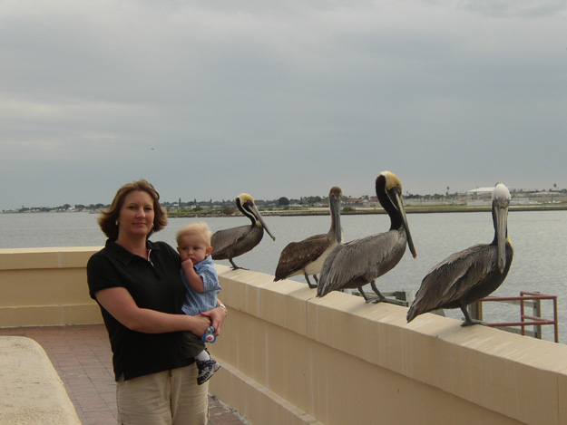 11-pelicans at st pete pier