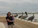 11-pelicans at st pete pier