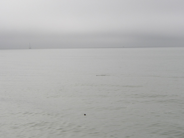 07-2 manatee at Naples Pier