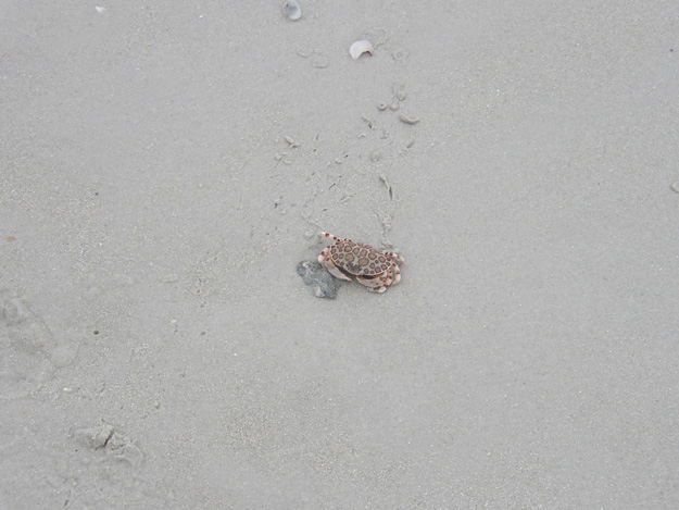 11-spotted crab at Naples beach