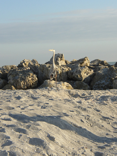 12-scraggly bird on Captiva Island