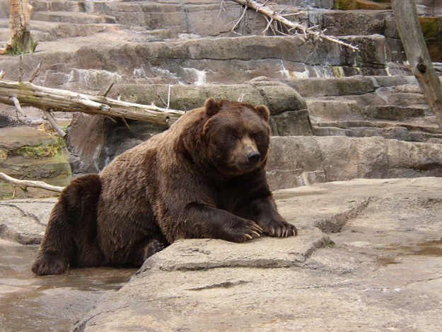 33-The one and only Kodiak Bear-is this what we saw at the Smokeys-ask Brian