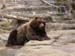 33-The one and only Kodiak Bear-is this what we saw at the Smokeys-ask Brian