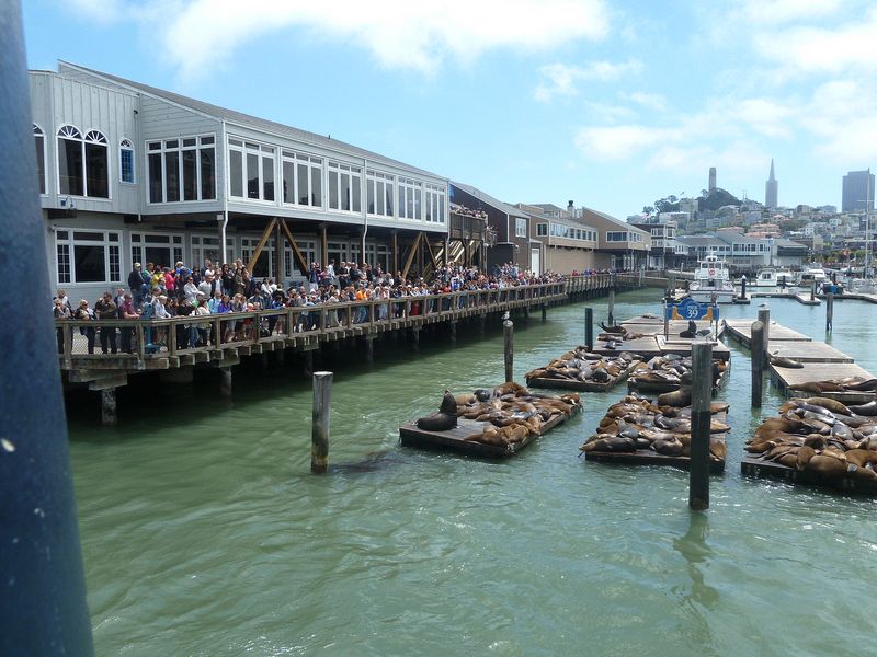 Crowds watching the sea lions at Pier 39