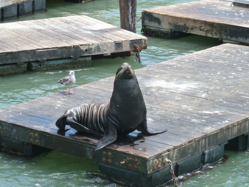 Sea lion and sea gull