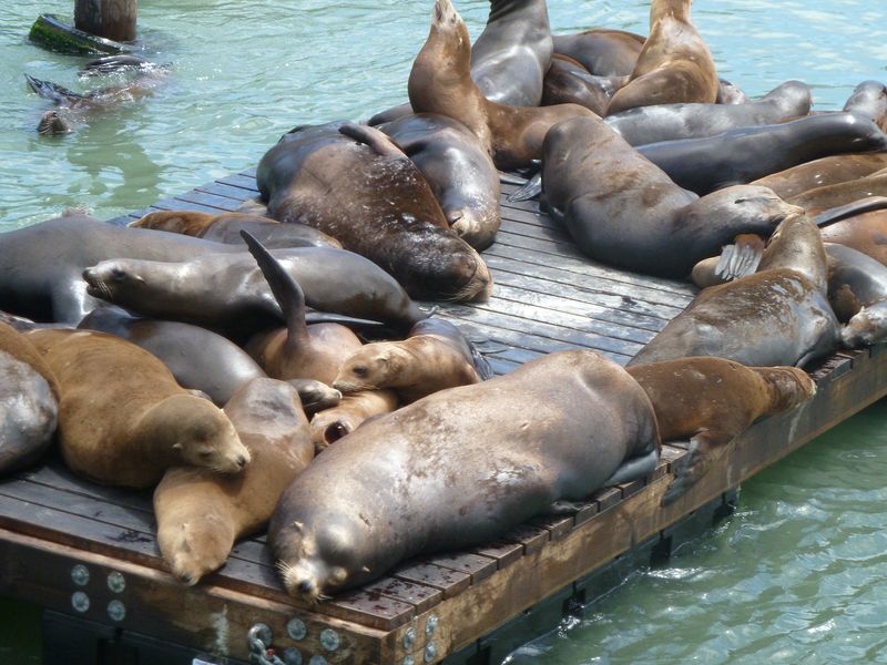 Sea lions lounging