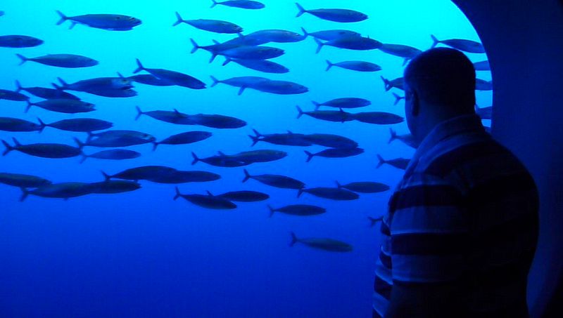 Brian watches the fish swim