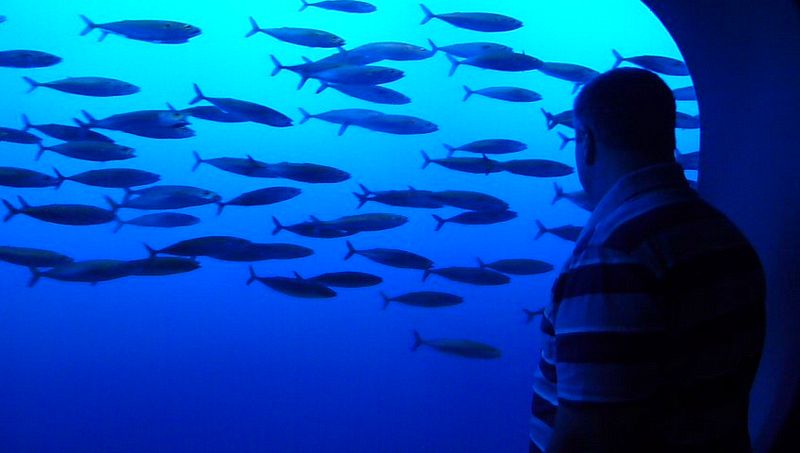 Brian watches the fish swim