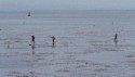 Paddle boarders in the kelp