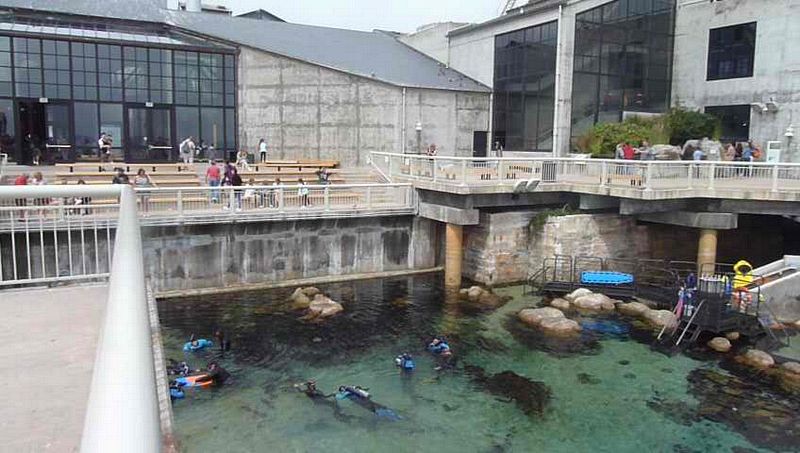 Scuba in the museum tide pool