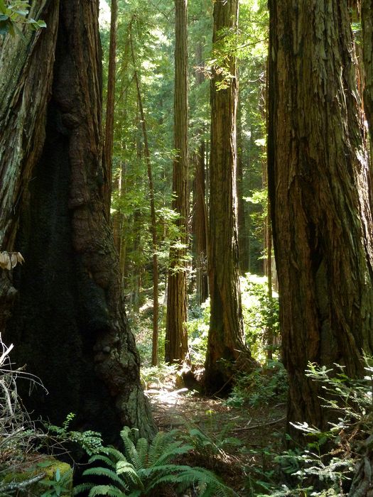 Redwood forest