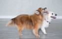 Ginger and Hazel 1