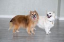 Ginger and Hazel 2