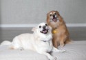 Hazel and Ginger 1