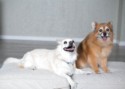Hazel and Ginger 2