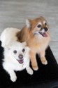 Hazel and Ginger 4