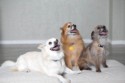 Hazel, Ginger, Susie 1