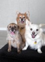 Susie, Ginger, Hazel 1