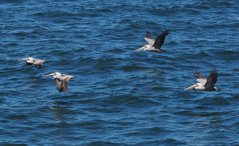 The Pelicans precision flying team