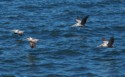 The Pelicans precision flying team