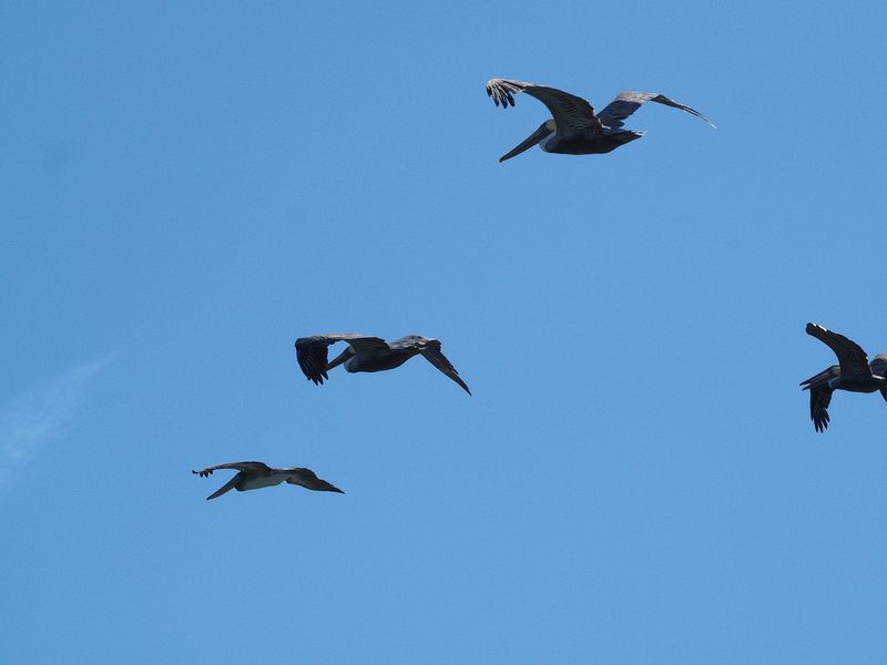 There are even pelicans in the air show