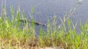 Behind the grass