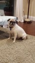 Oscar