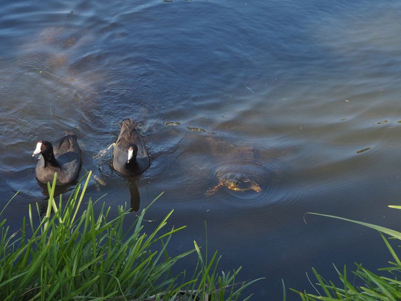 Masked ducks and turtles in the channel