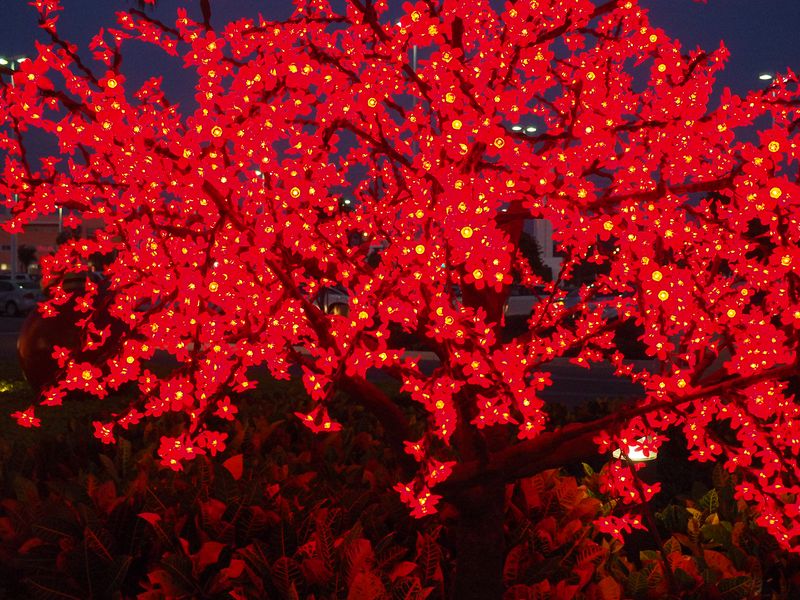 Red Christmas lights on a tree
