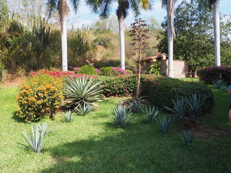 Agave plants of various ages