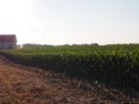 Corn