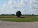 Lone tree
