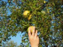 Pick an apple