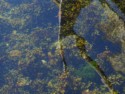 Crystal clear water