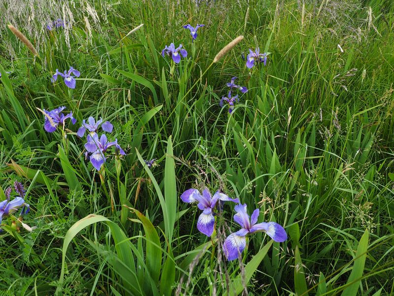 Irises grow wild here