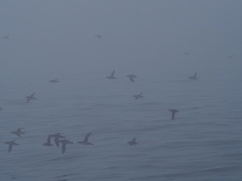 Birds flying in the fog