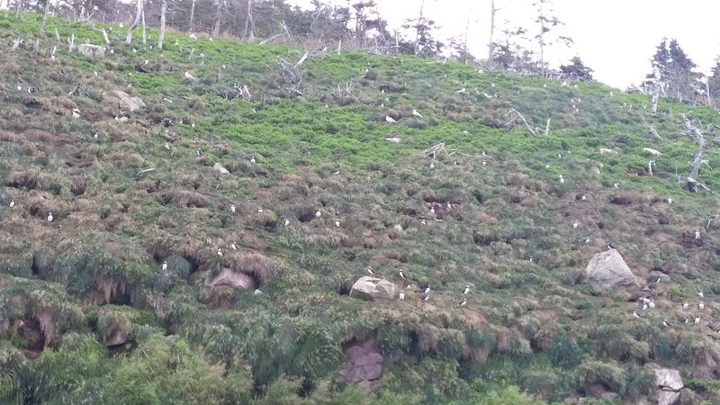 Lots of puffins on the hillside