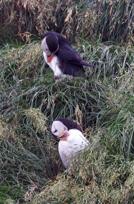 Puffins grooming