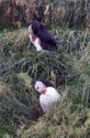 Puffins grooming