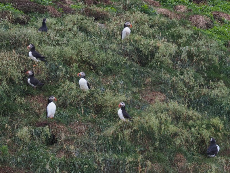 Puffins have burrows in the hillside