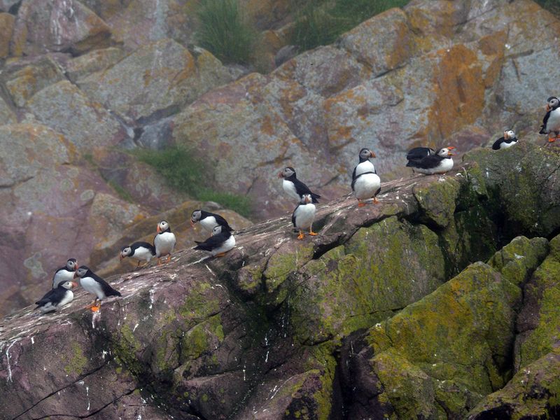 Puffins on the rocks 3