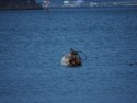 Seagull on a buoy
